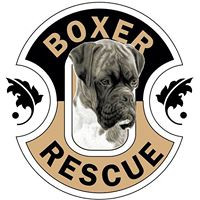 Boxer Rescue LA